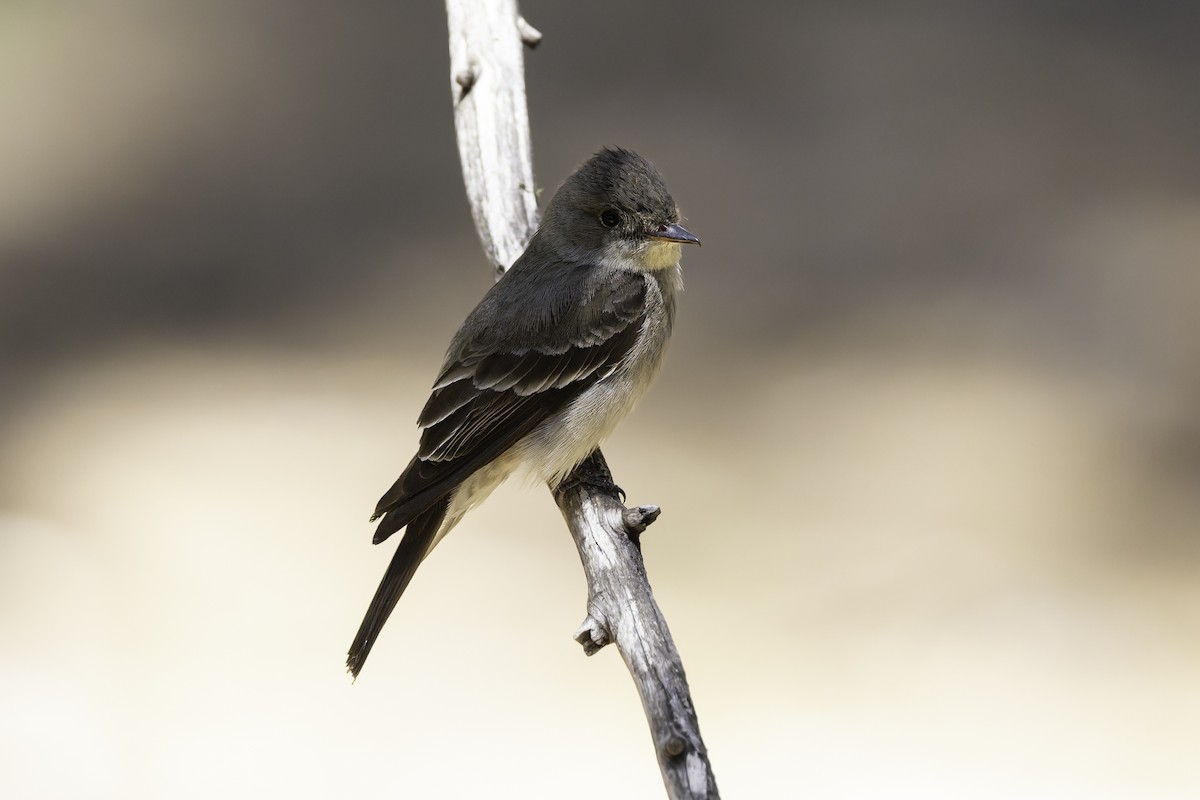 Western Wood-Pewee - ML638297639