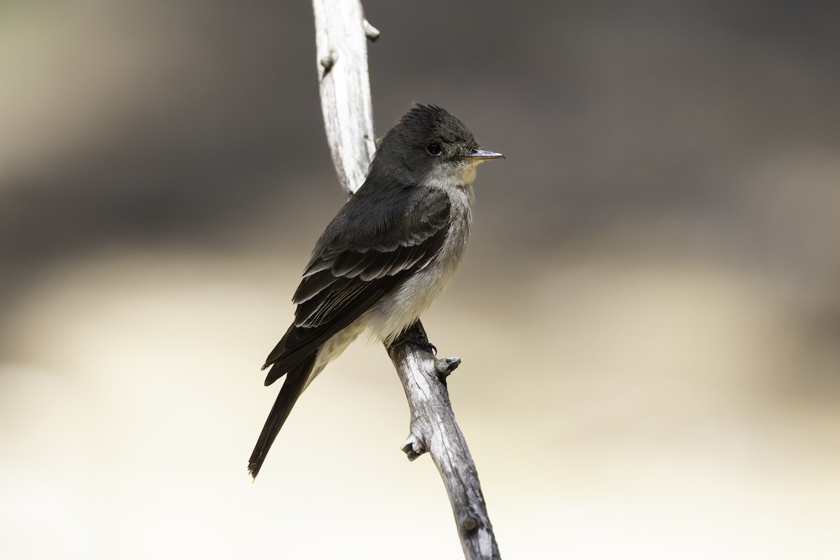 Western Wood-Pewee - ML638297640