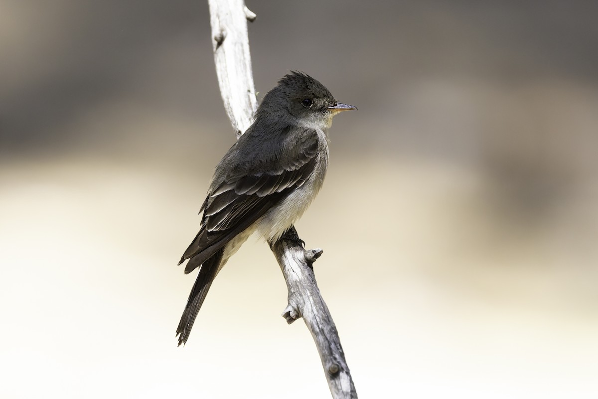 Western Wood-Pewee - ML638297641