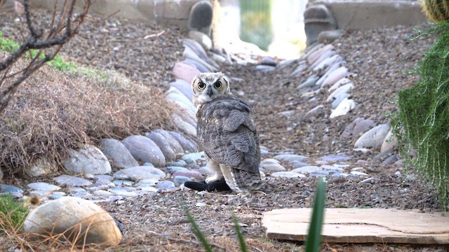 Great Horned Owl - ML638297642
