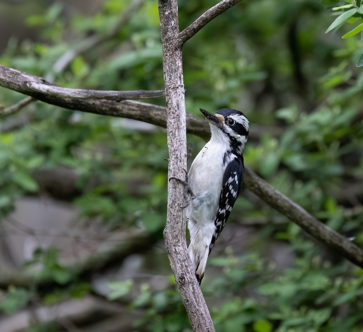 Hairy Woodpecker - ML638297644