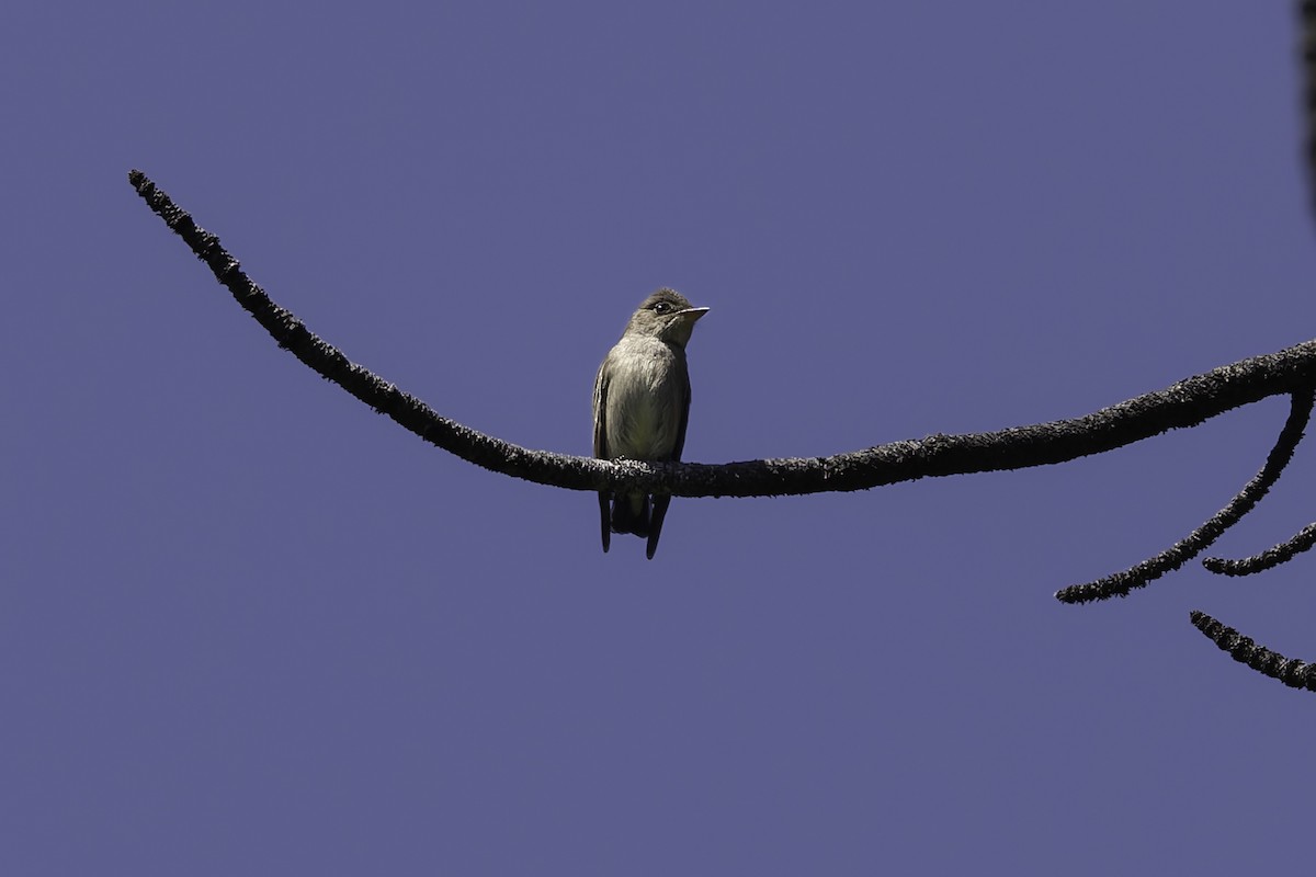 Western Wood-Pewee - ML638297647