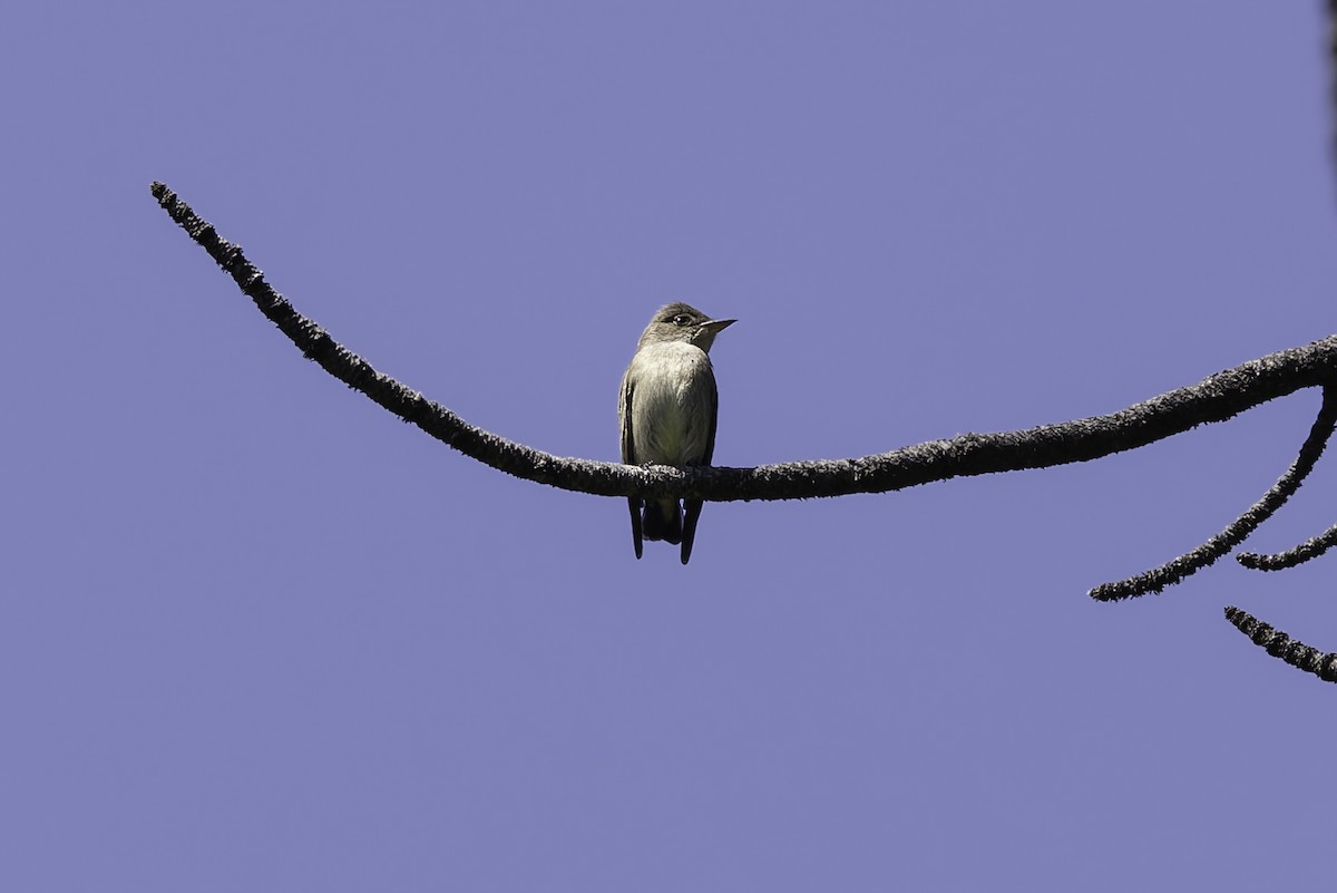 Western Wood-Pewee - ML638297648