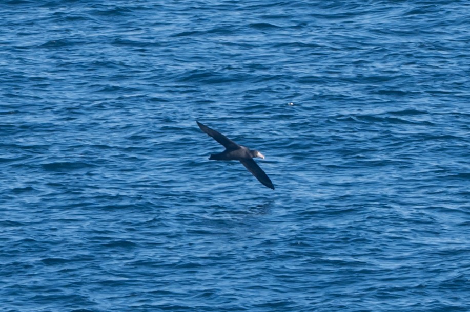 Northern Giant-Petrel - ML638297651
