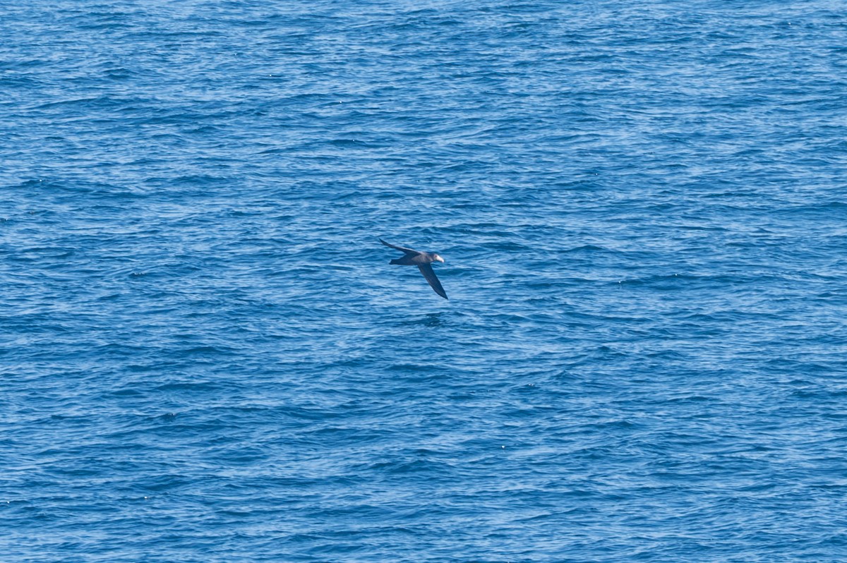 Northern Giant-Petrel - ML638297652