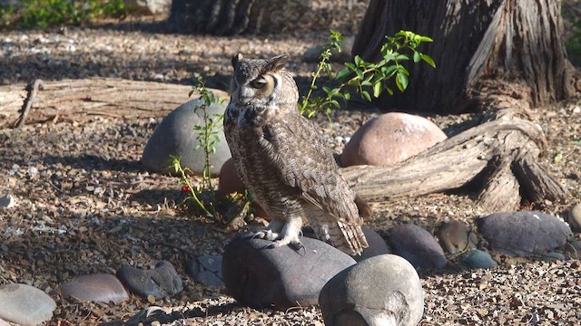 Great Horned Owl - ML638297653