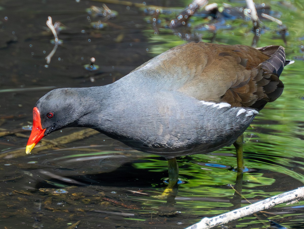 Eurasian Moorhen - ML638297658