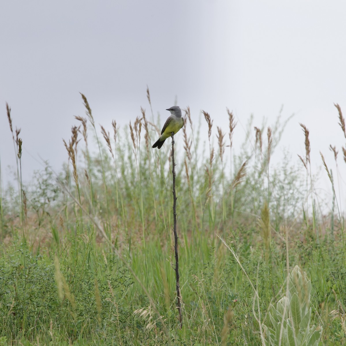 Tropical Kingbird - ML638297659