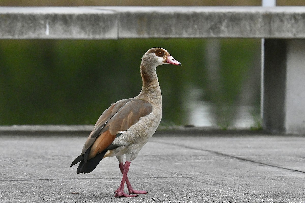 Egyptian Goose - ML638297664
