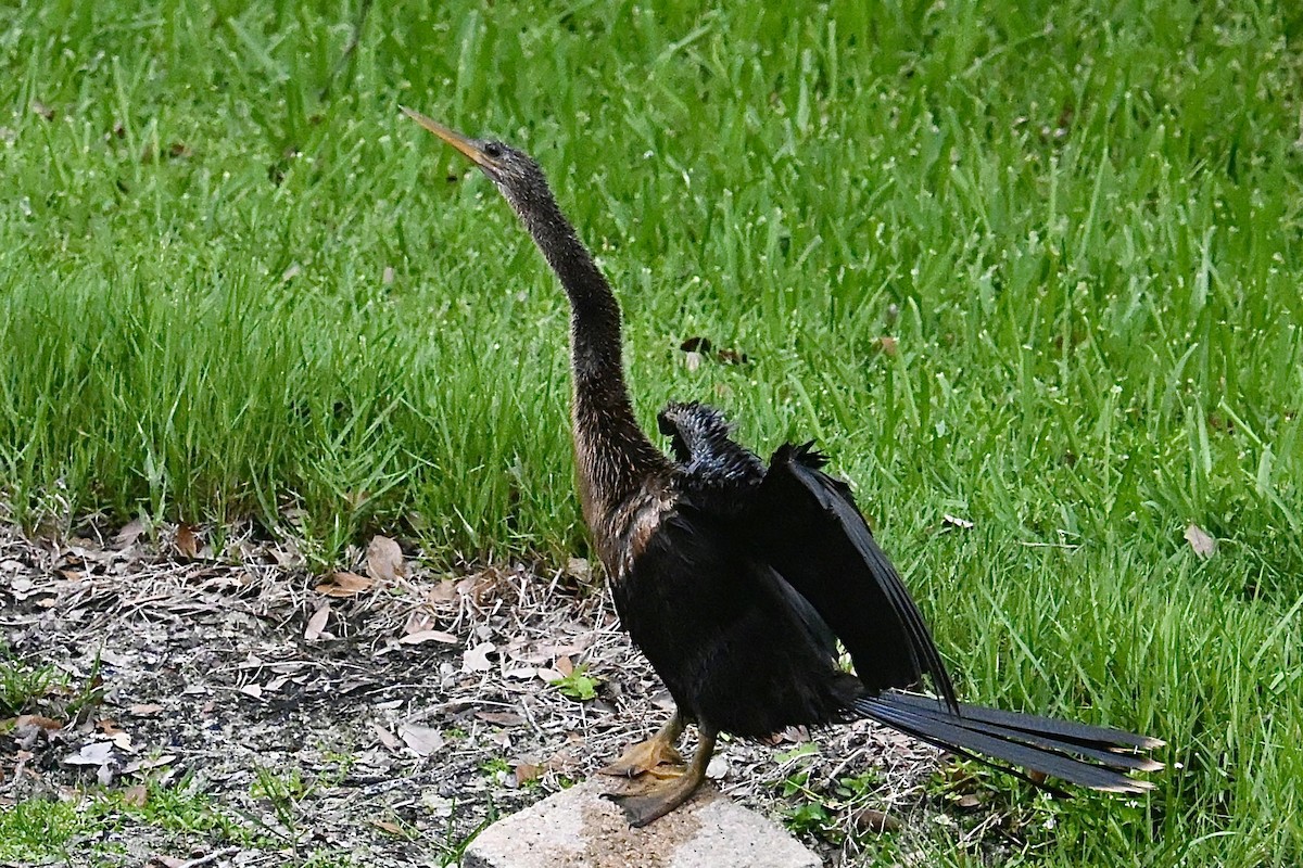 Anhinga - ML638297665