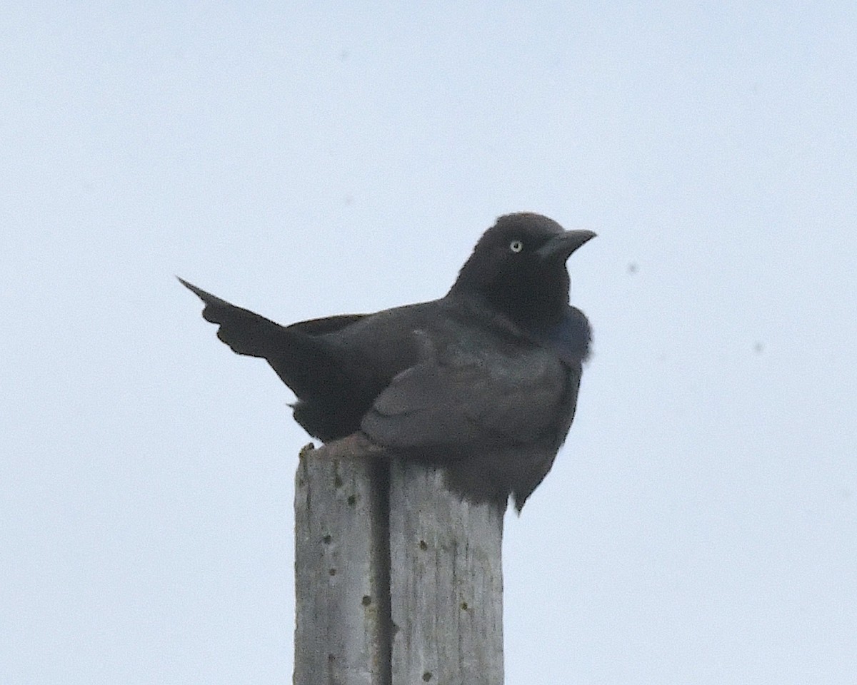 Common Grackle - ML638297673