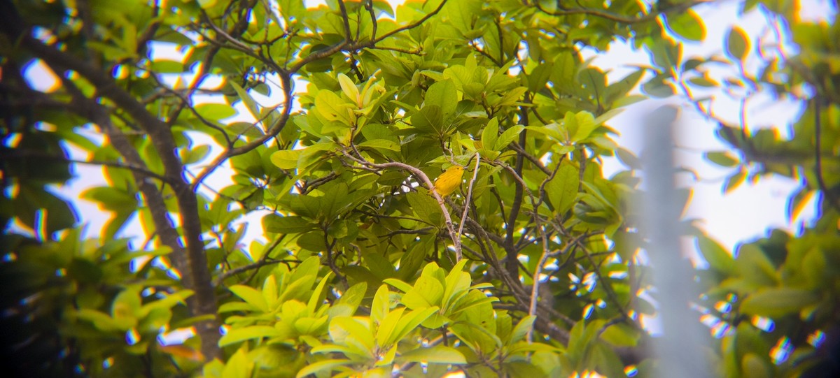 Yellow Warbler - ML638297675