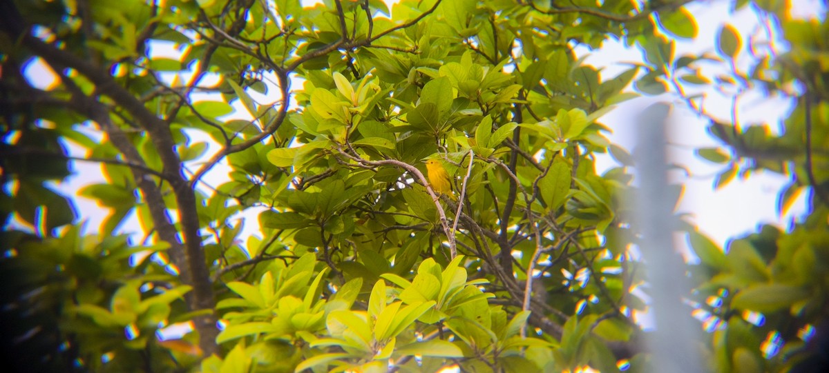 Yellow Warbler - ML638297676