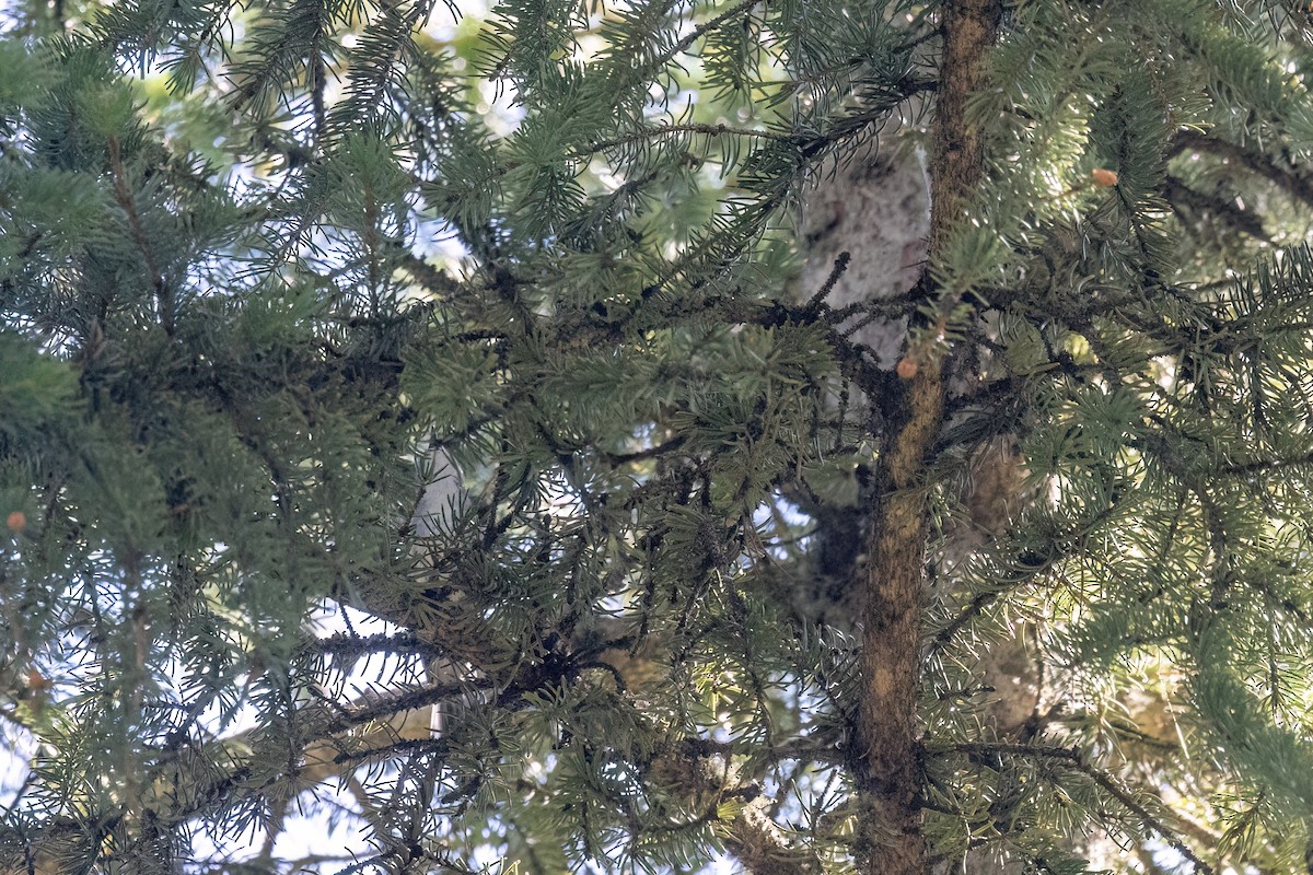 Plumbeous Vireo - ML638297681