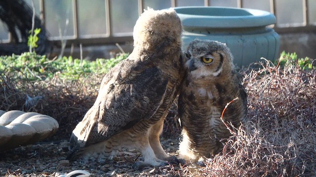Great Horned Owl - ML638297698