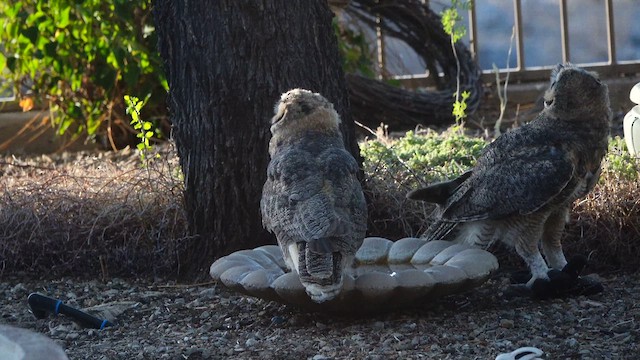 Great Horned Owl - ML638297700