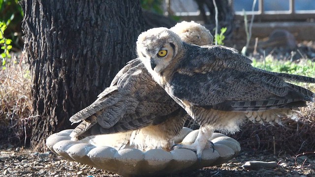 Great Horned Owl - ML638297702