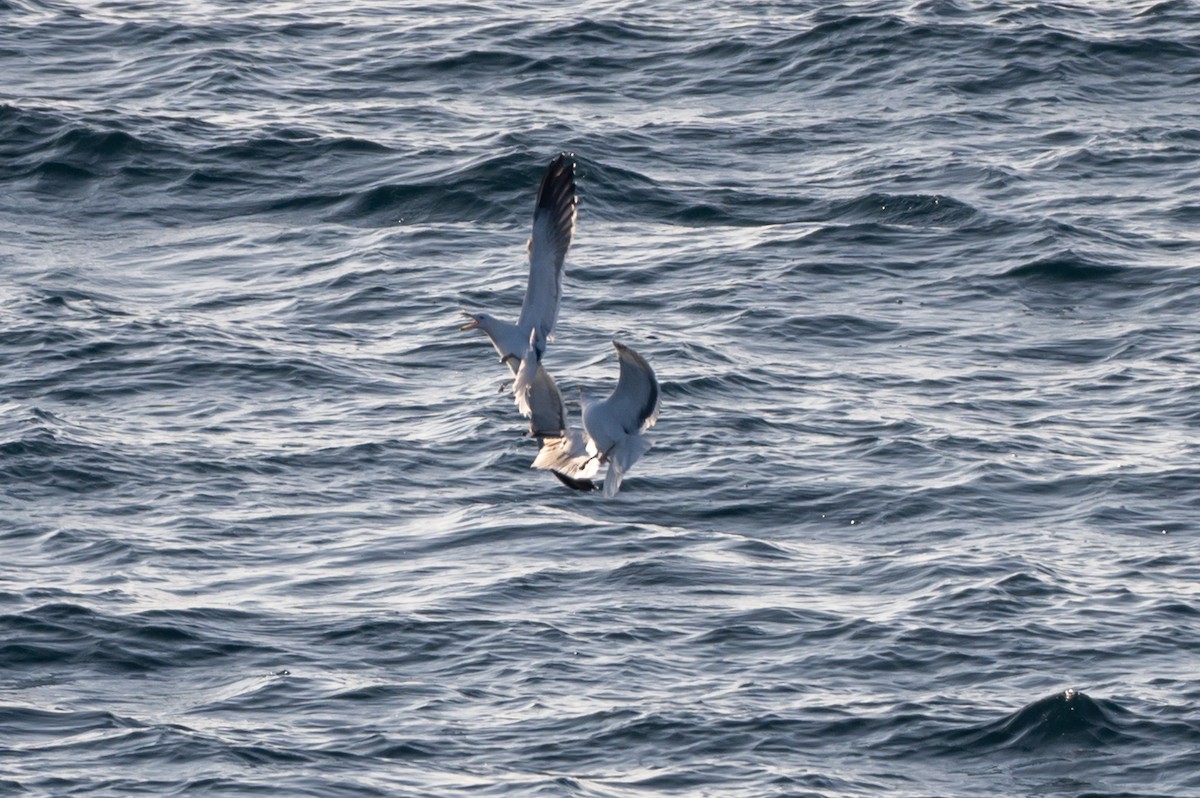Dominikanermöwe - ML638297706