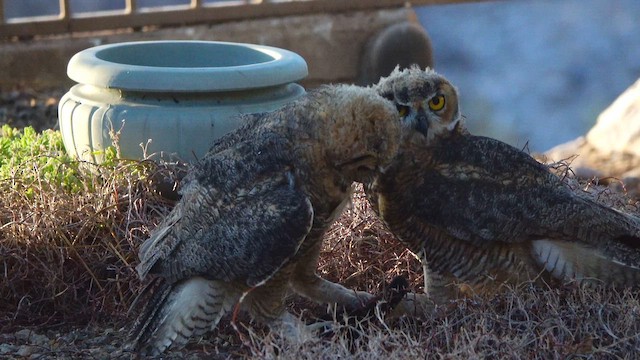 Great Horned Owl - ML638297708