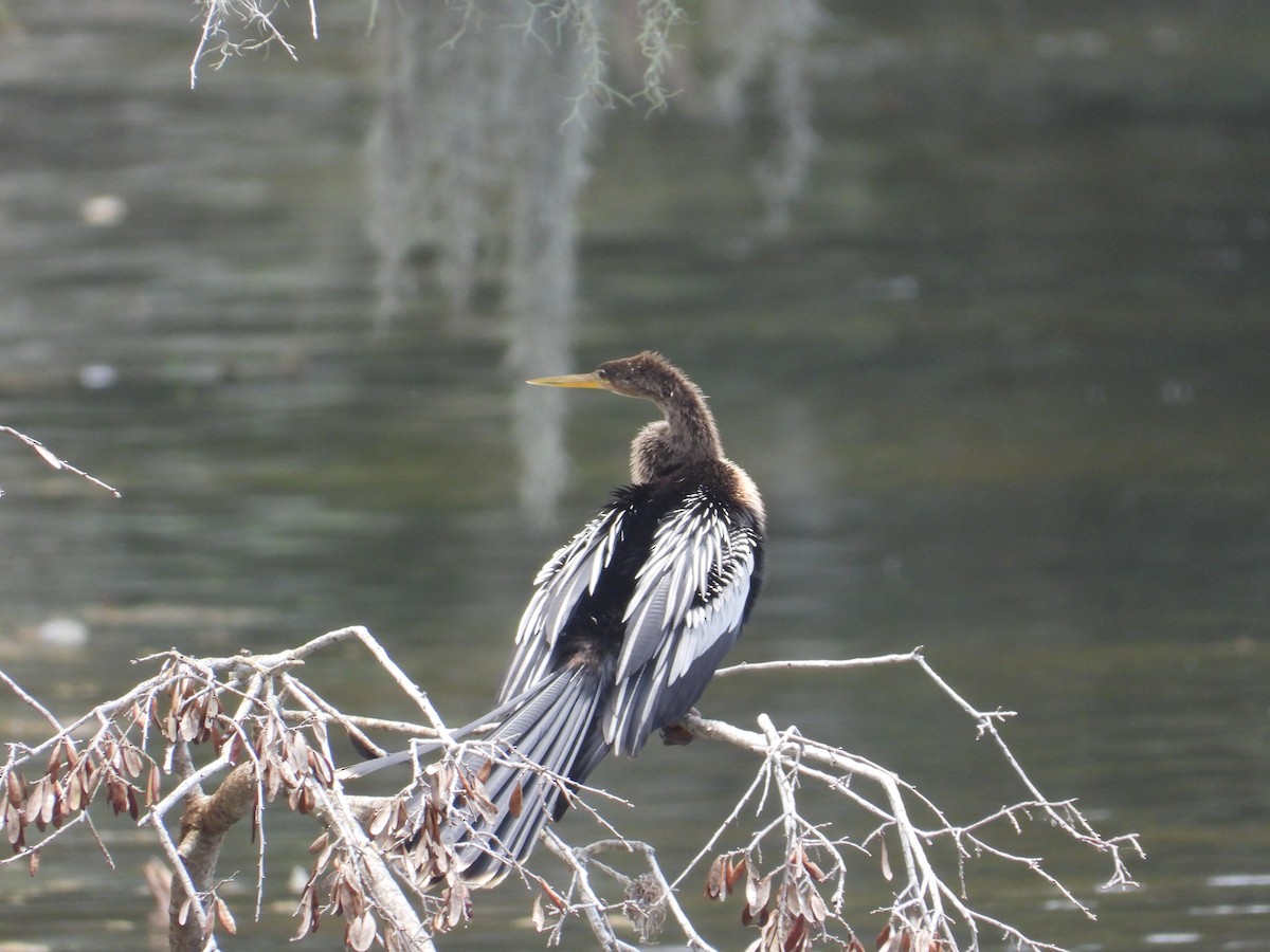 Amerika-Schlangenhalsvogel - ML638297711