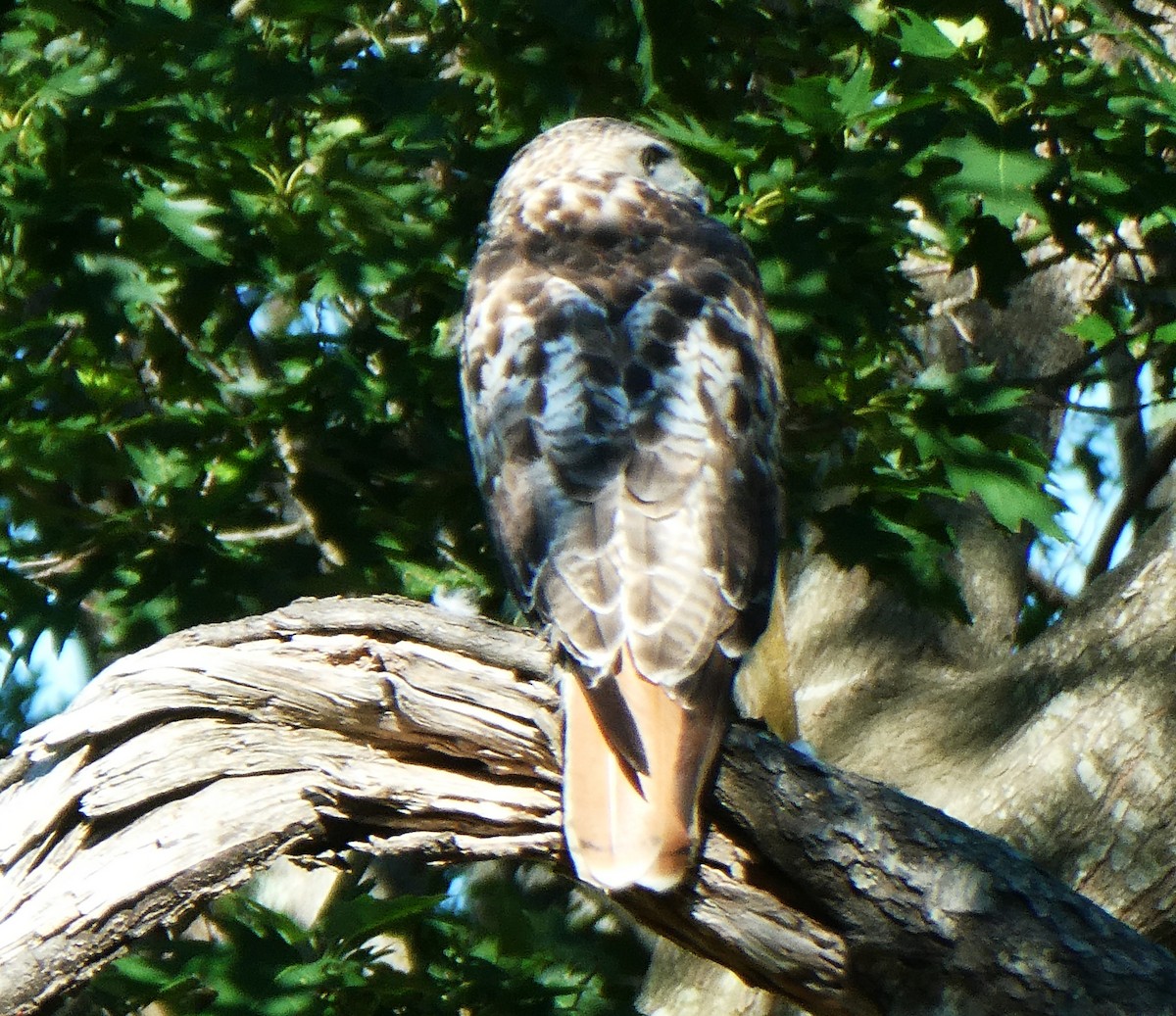 Rotschwanzbussard - ML638297717