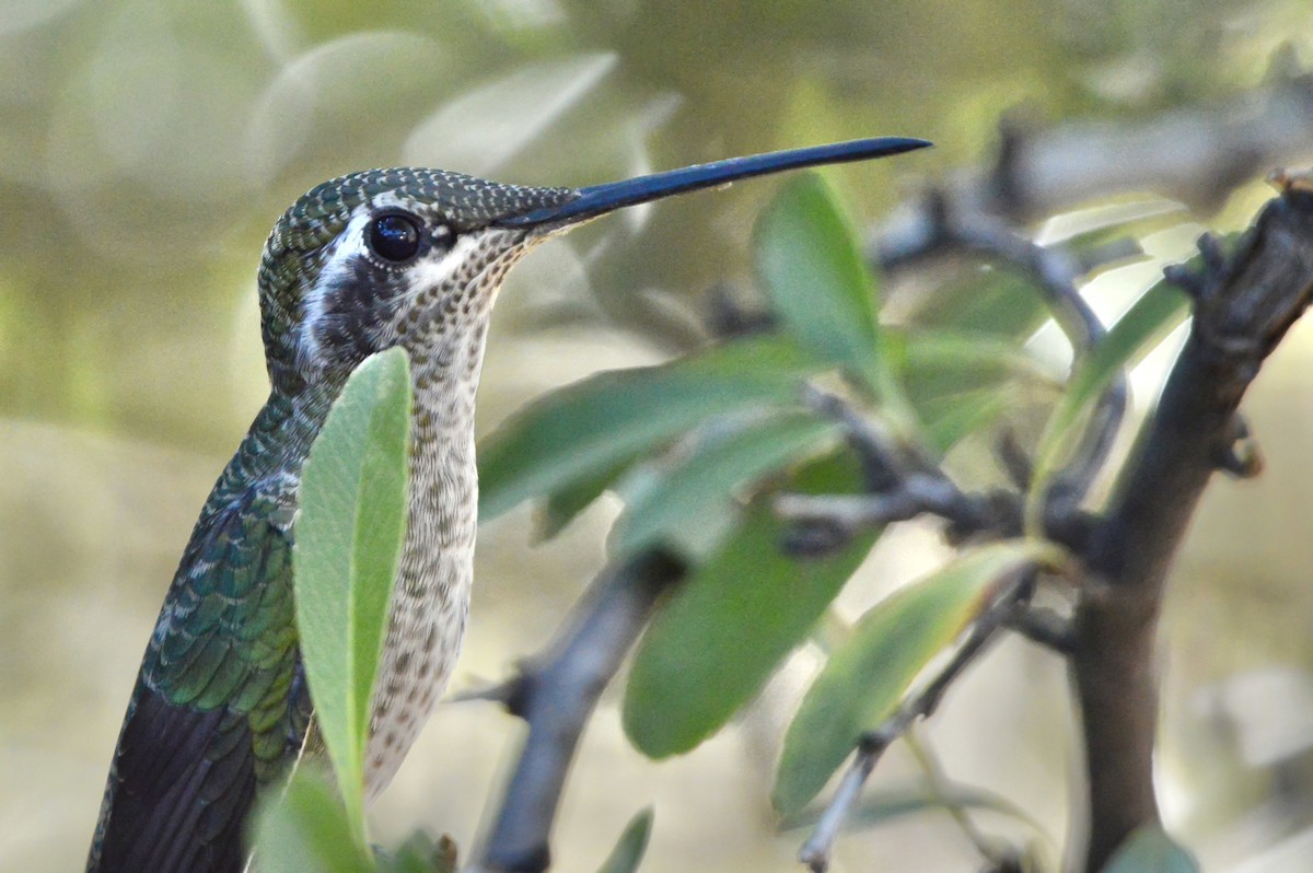 Violettkron-Brillantkolibri - ML638297719