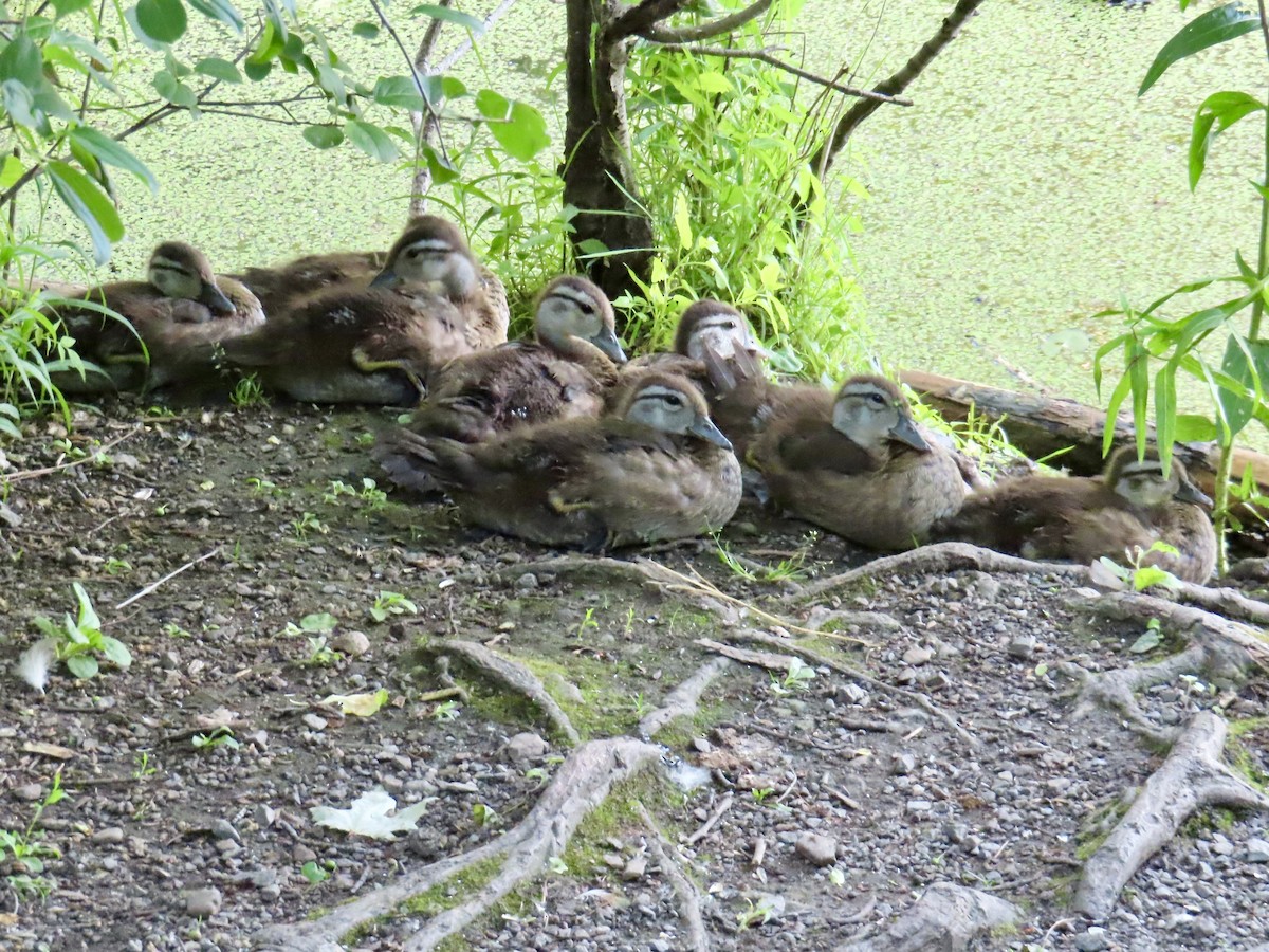 Stockente - ML638297726