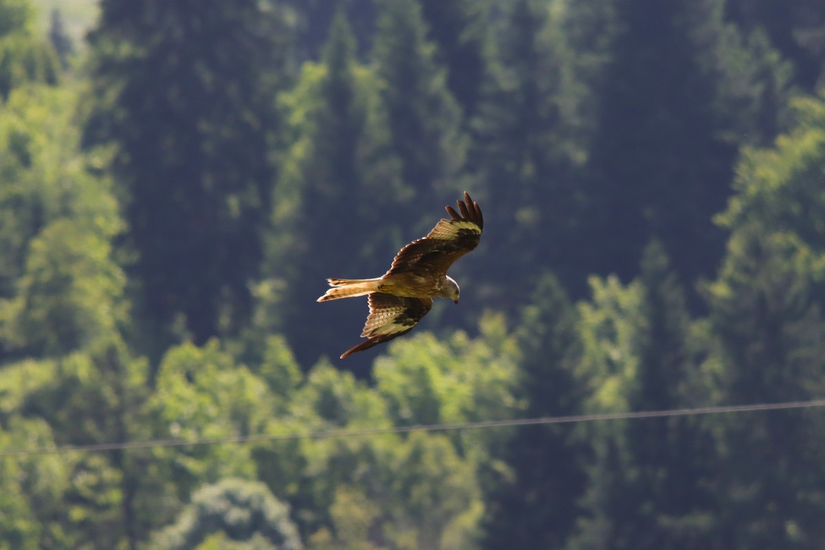 Red Kite - ML638297738