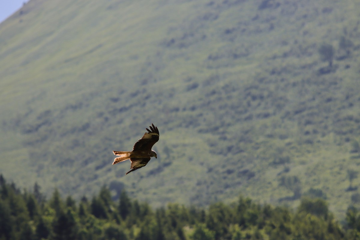 Red Kite - ML638297739