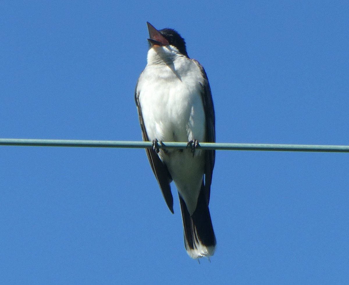 Eastern Kingbird - ML638297740