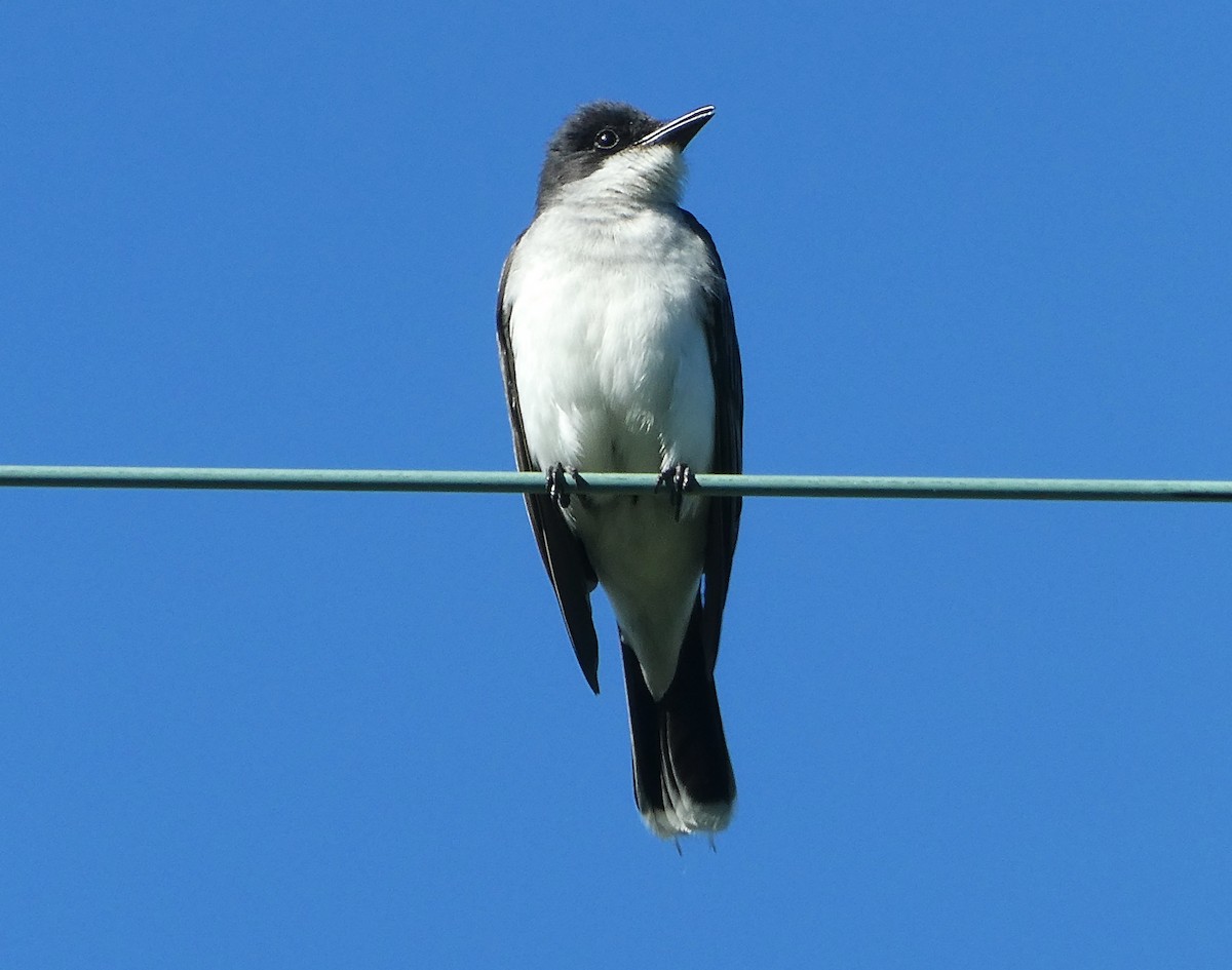 Eastern Kingbird - ML638297741