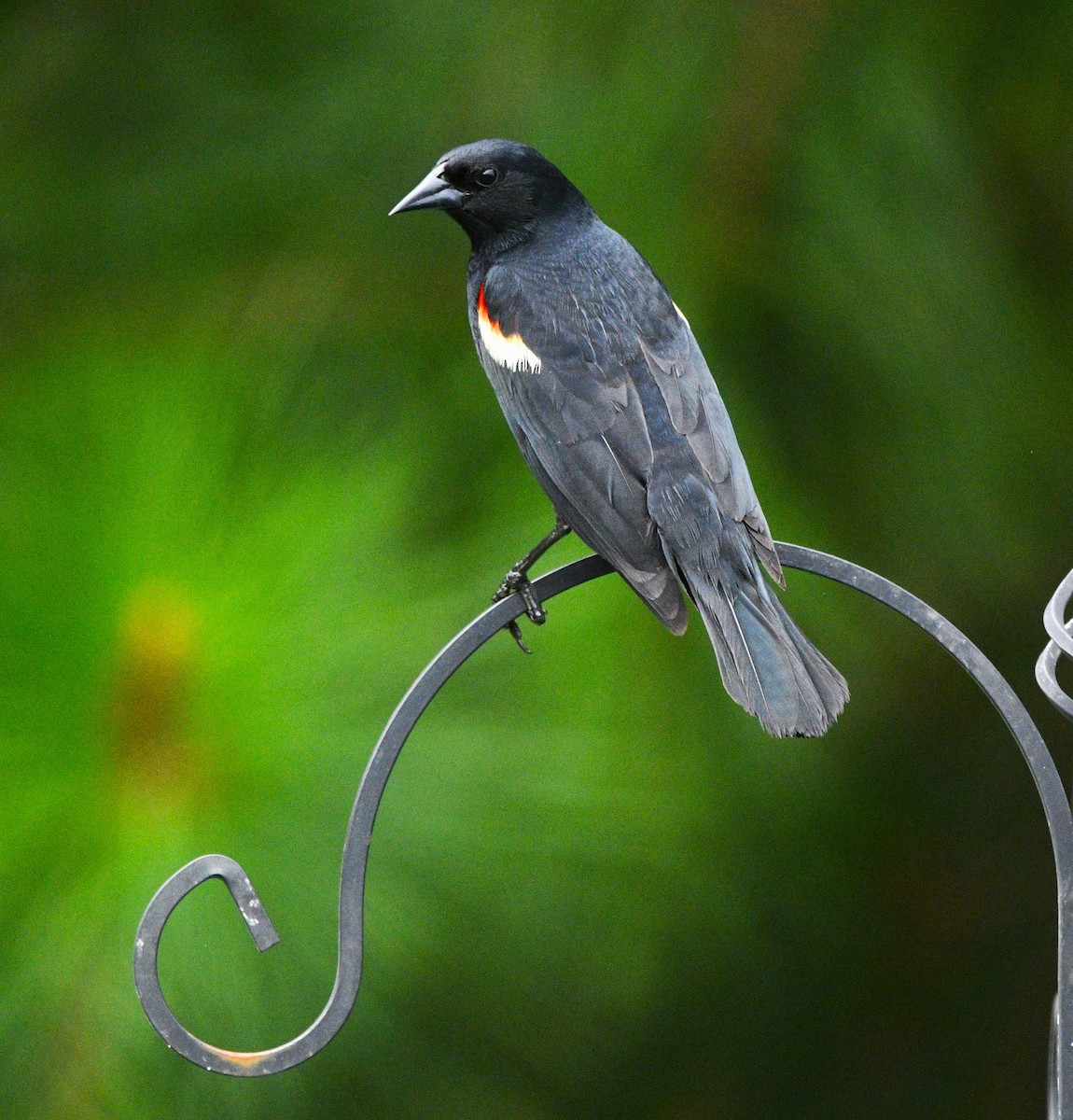 Red-winged Blackbird - ML638297749