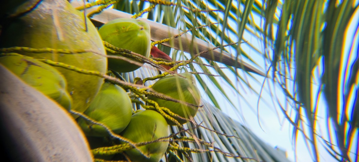 Summer Tanager - ML638297754