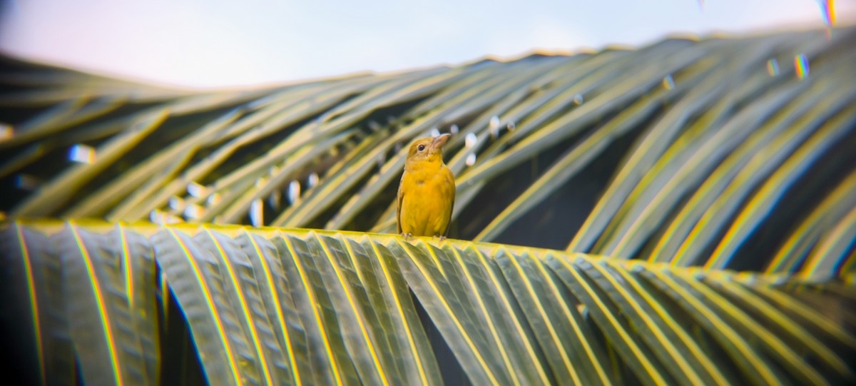 Summer Tanager - ML638297755