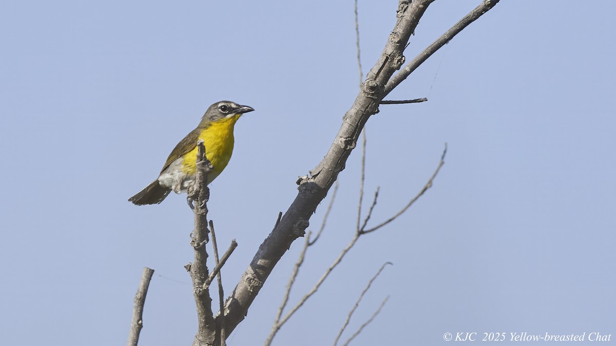 Yellow-breasted Chat - ML638297756