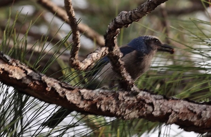 Florida Scrub-Jay - ML638297766