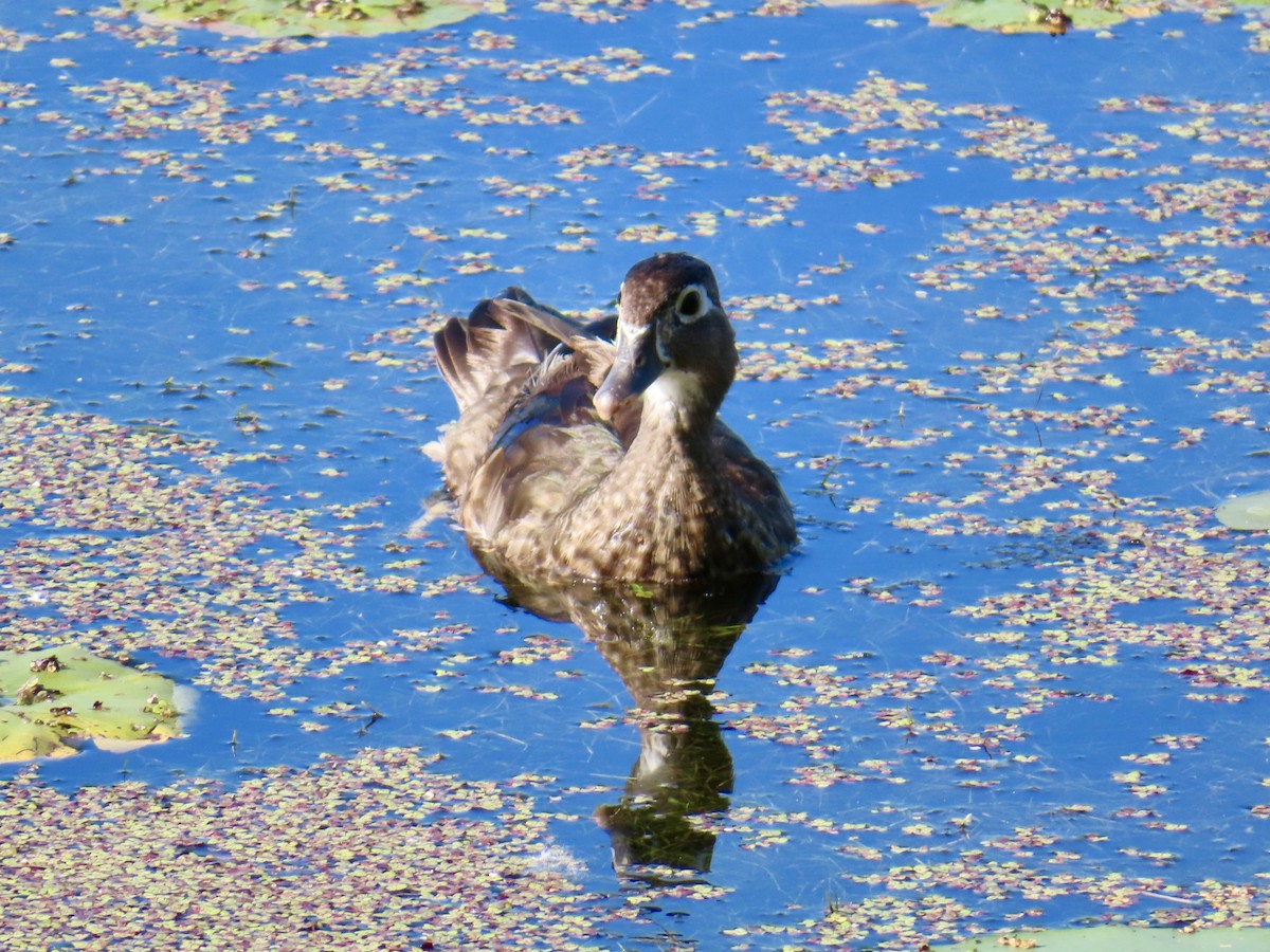 Wood Duck - ML638297767