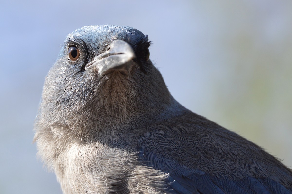Mexican Jay - ML638297769