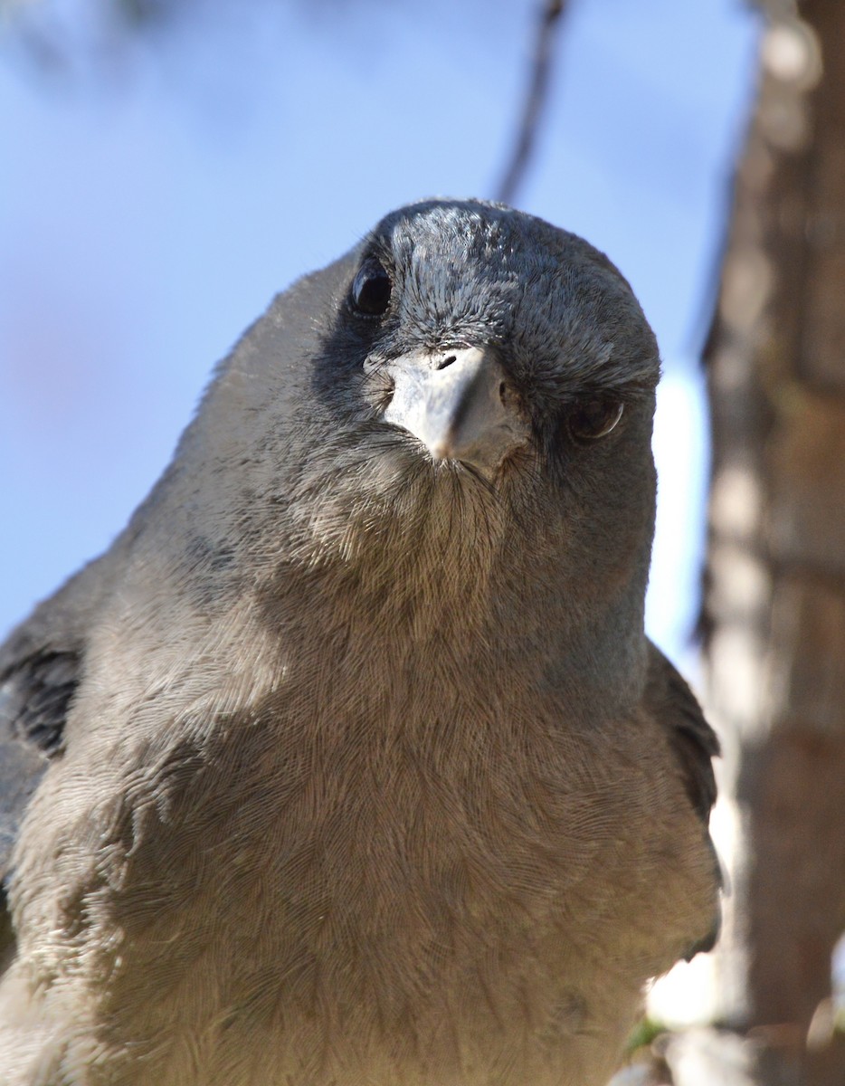 Mexican Jay - ML638297770