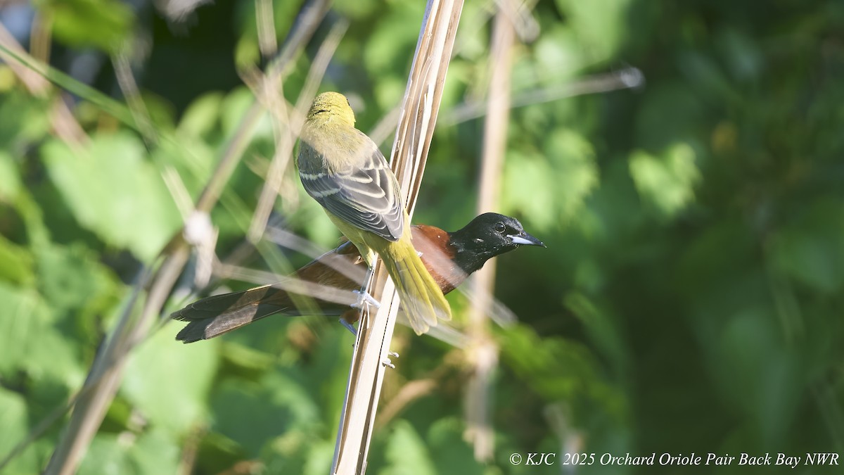 Orchard Oriole - ML638297775