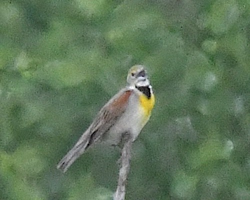 Dickcissel - ML638297776