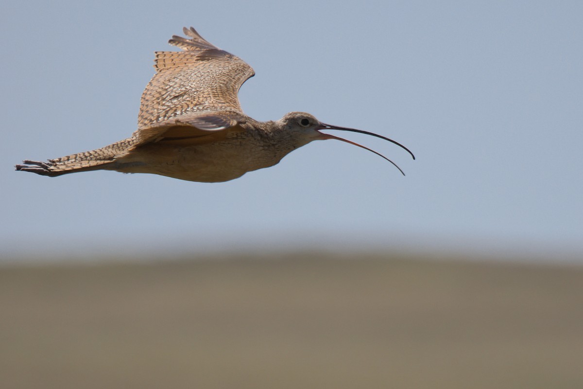Long-billed Curlew - ML638297778