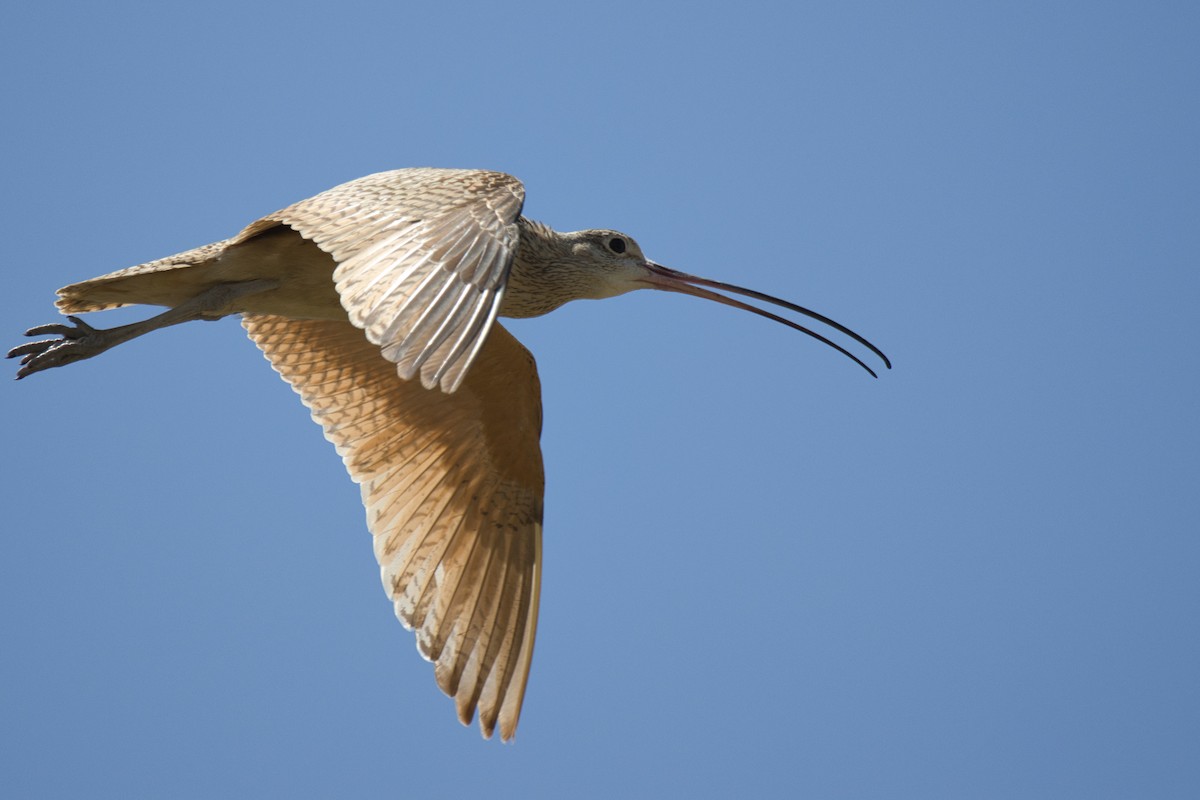 Long-billed Curlew - ML638297779