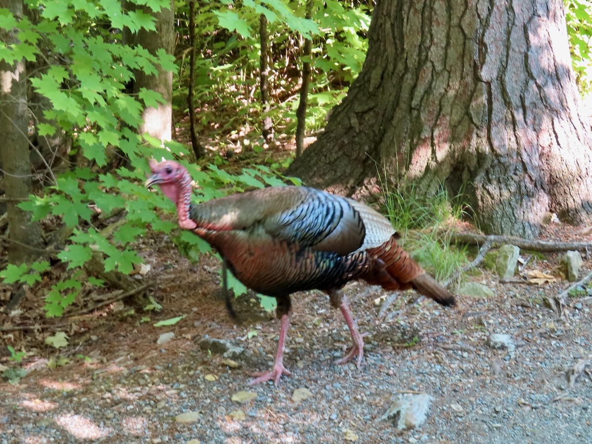Wild Turkey - ML638297786