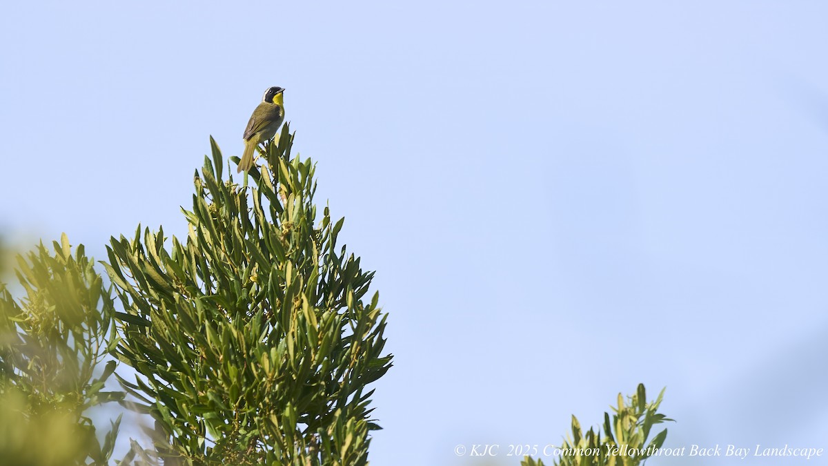 Common Yellowthroat - ML638297792