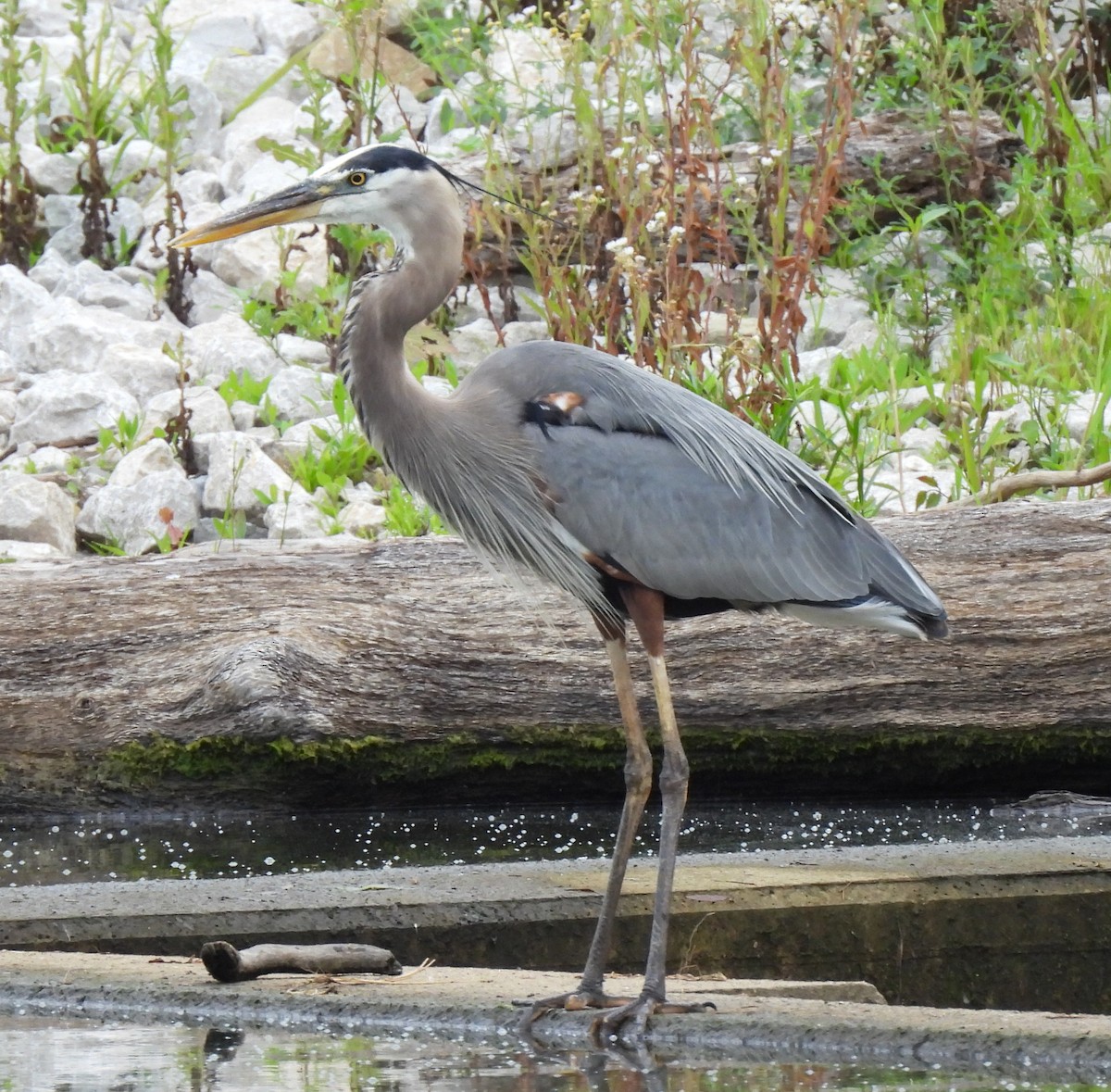 Great Blue Heron - ML638297797