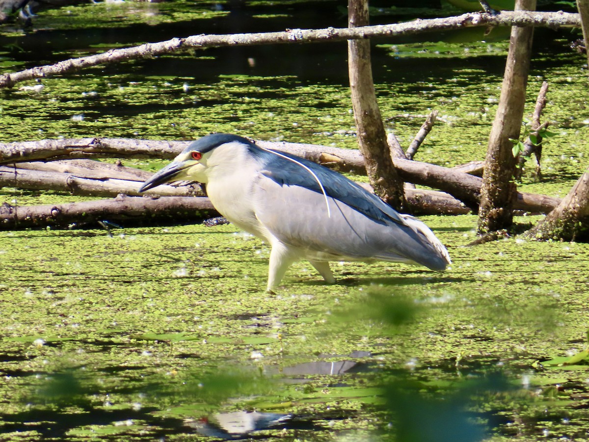 Black-crowned Night Heron - ML638297799