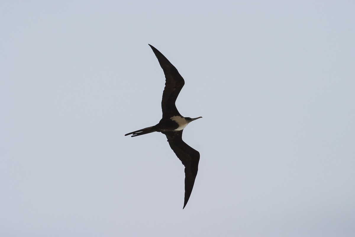 Great Frigatebird - ML638297808