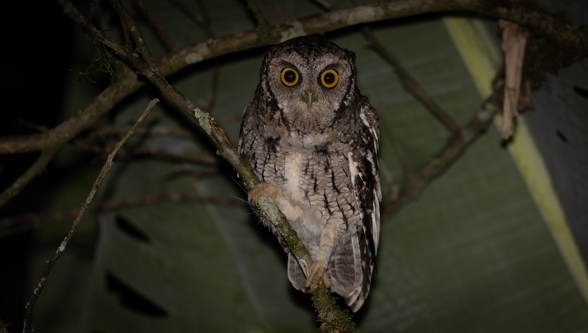 Long-tufted Screech-Owl - ML638297813