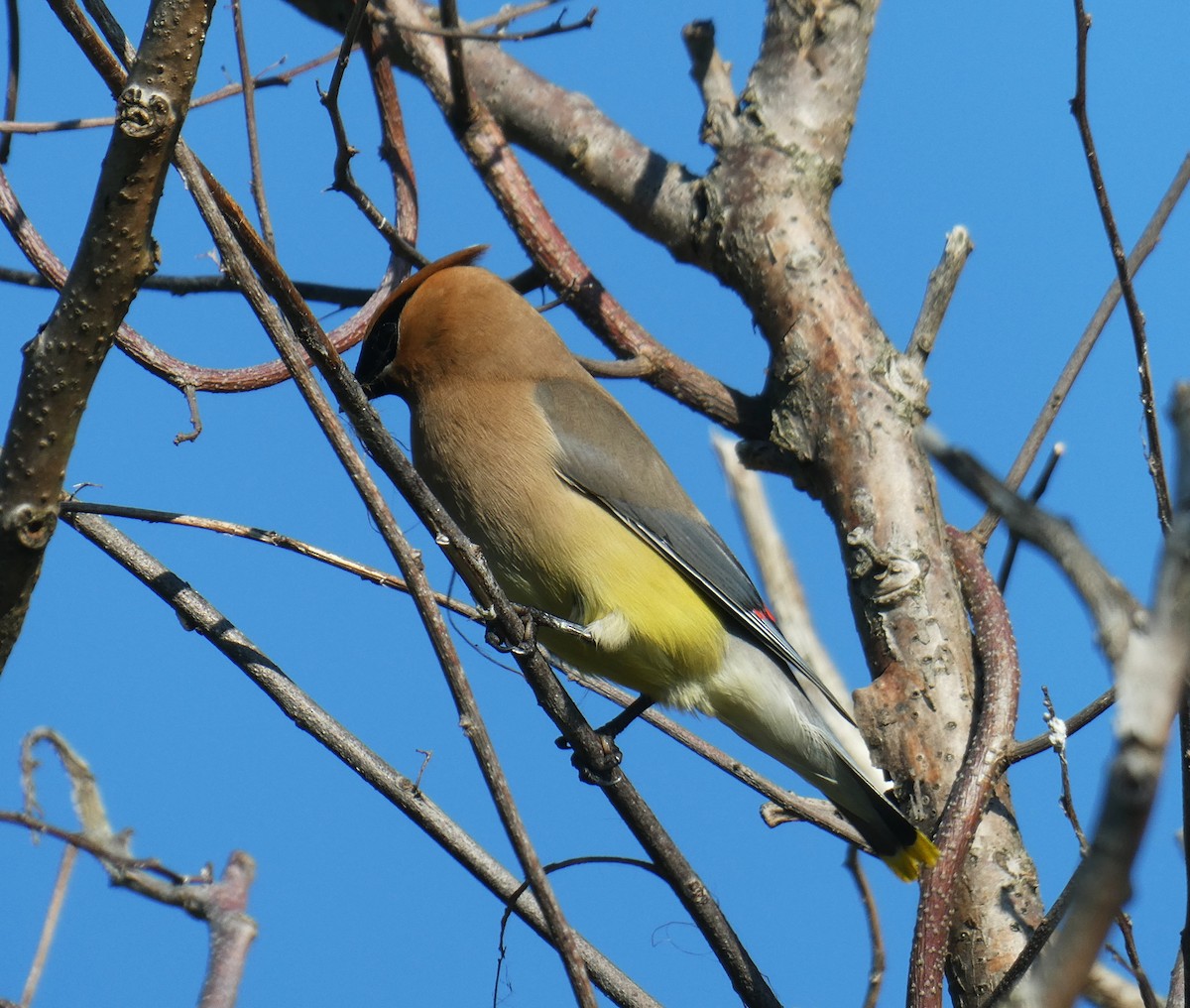 Cedar Waxwing - ML638297814